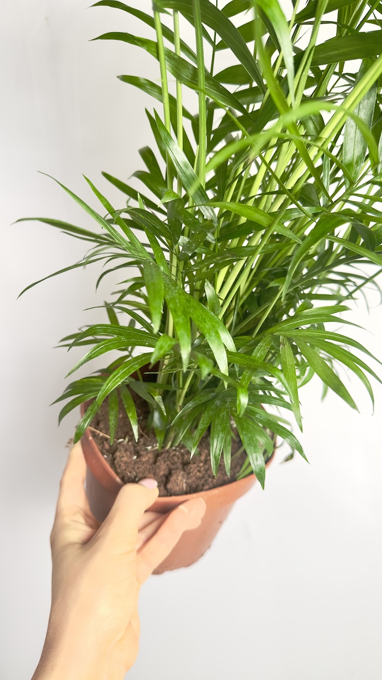 Chamaedorea elegans
