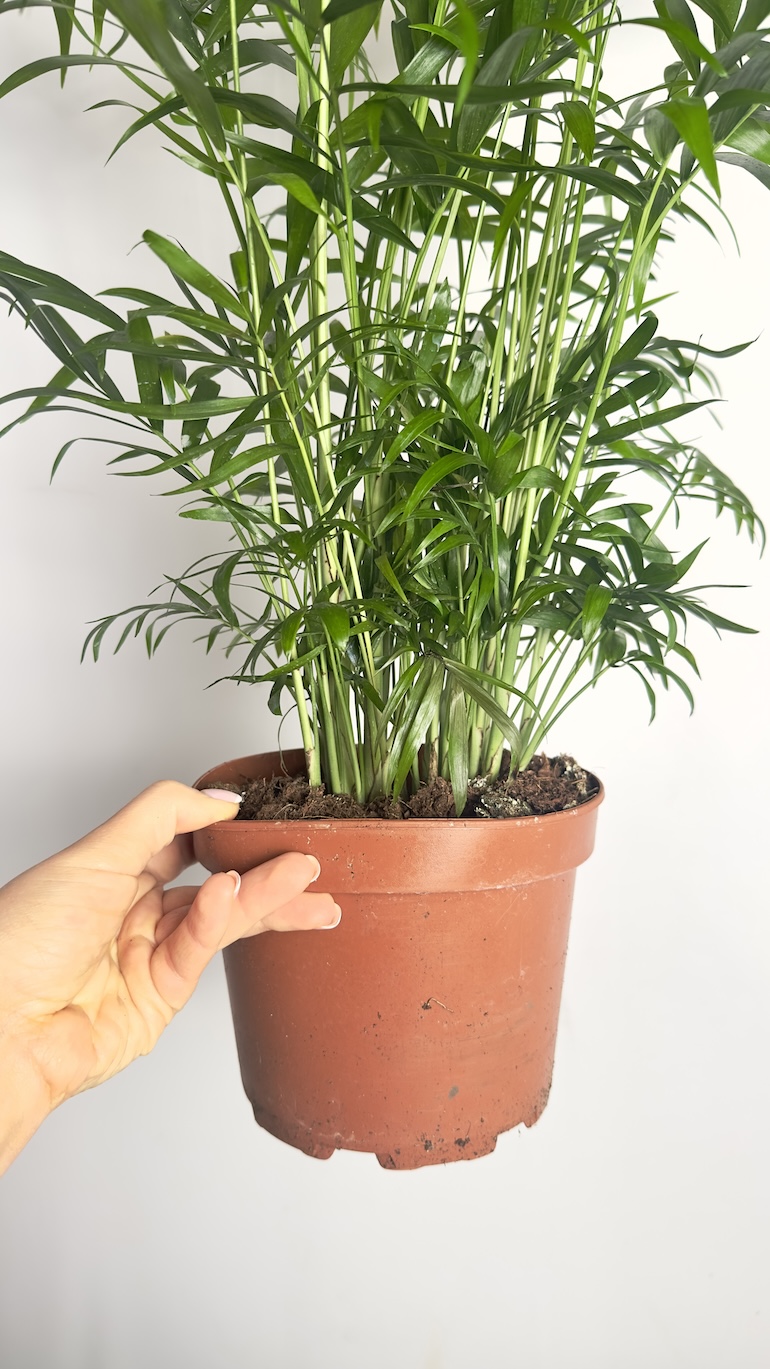 Chamaedorea elegans