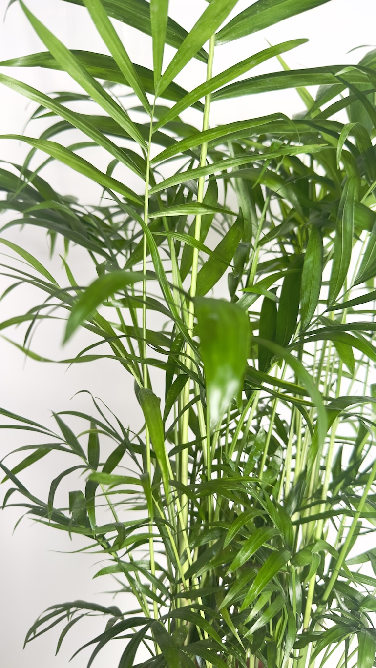 Chamaedorea elegans