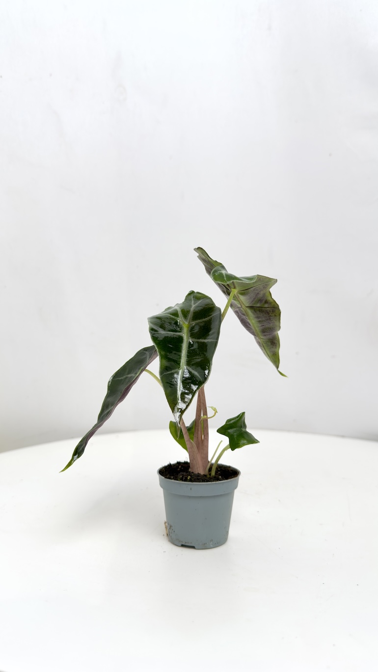 Alocasia Polly