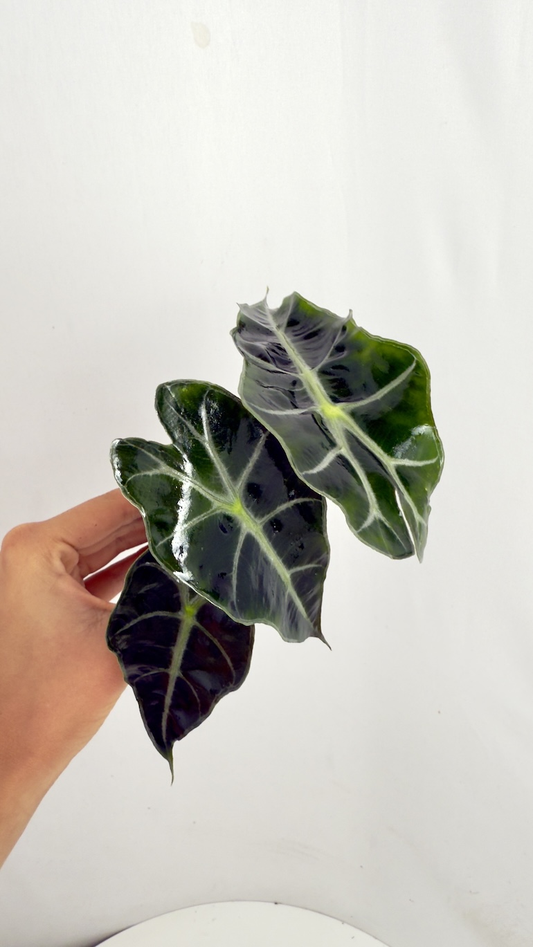 Alocasia Polly