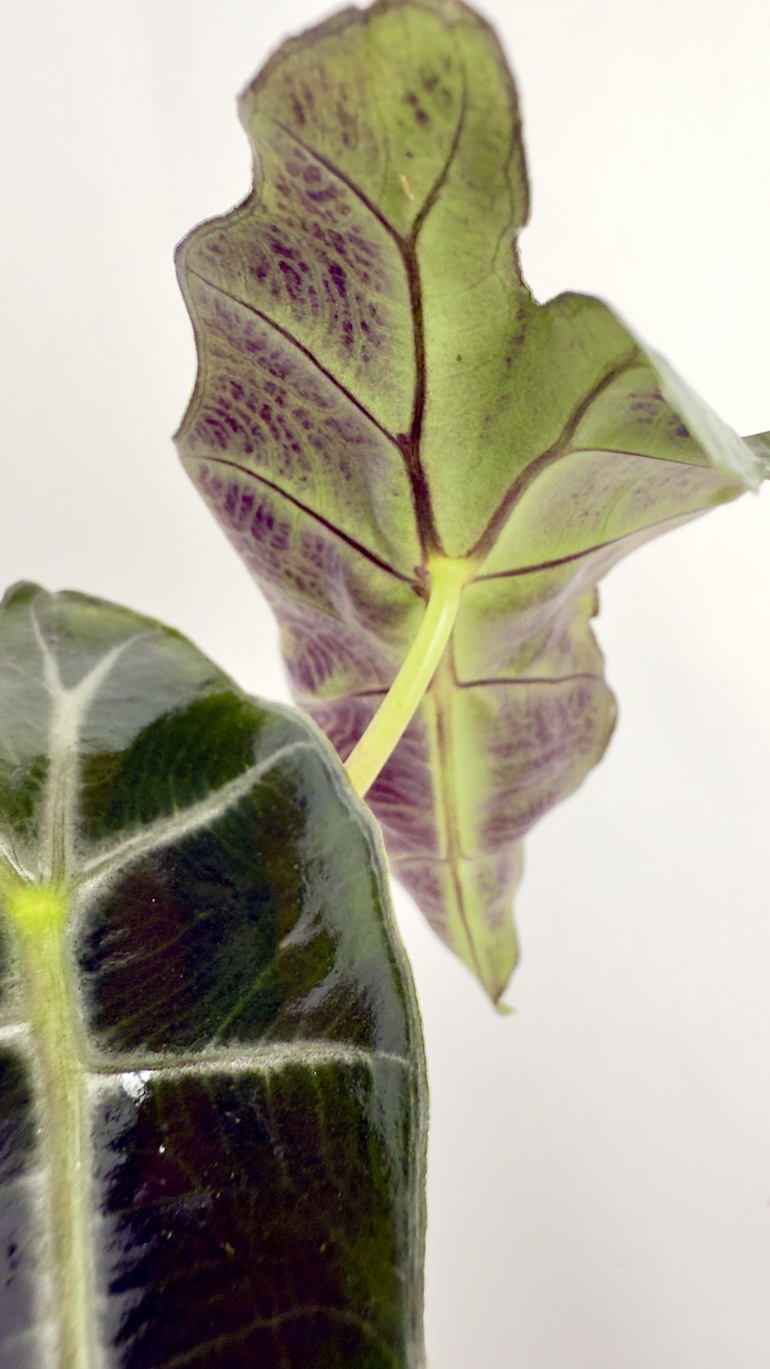 Alocasia Polly