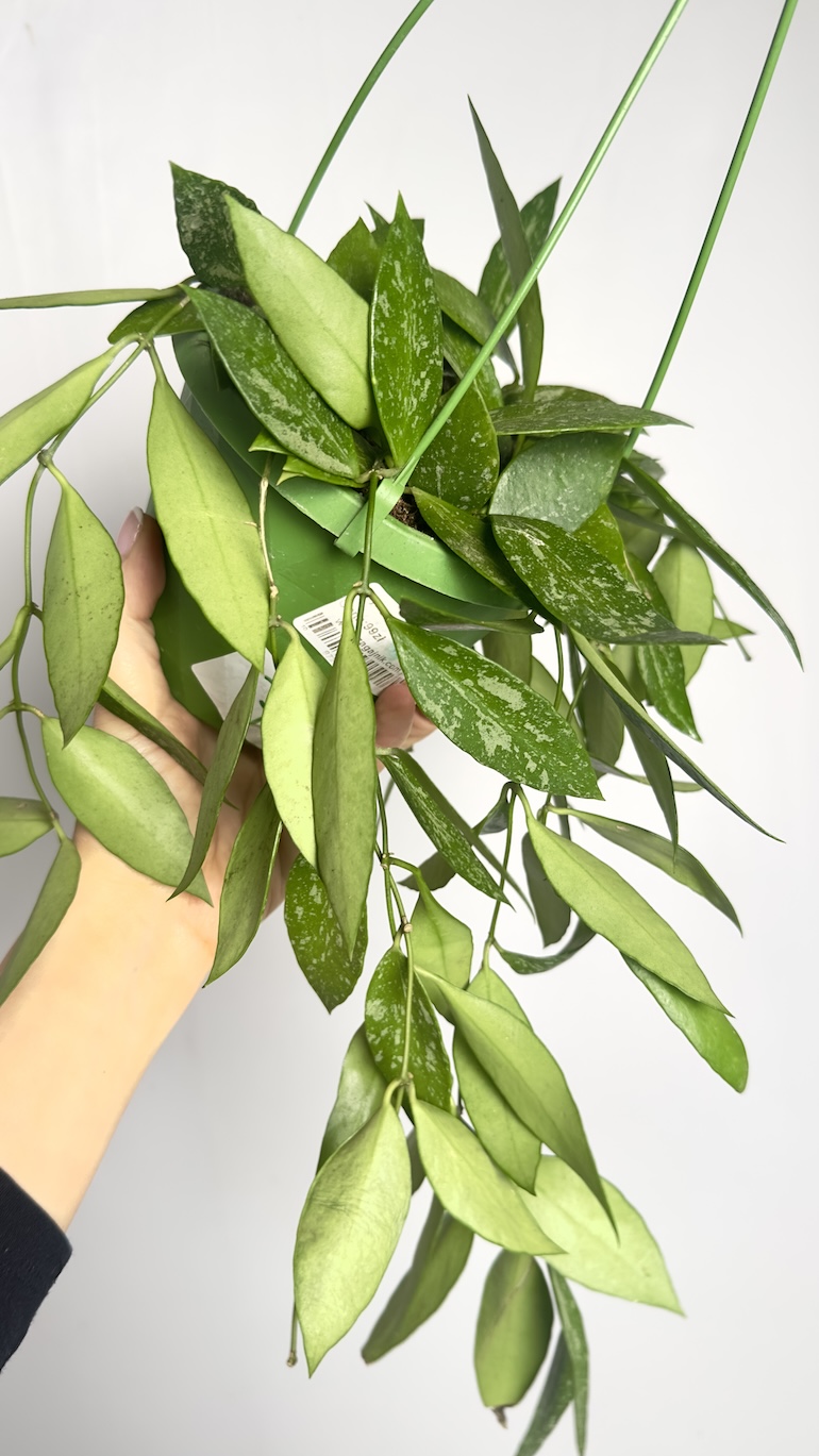Hoya Gracilis Memoria
