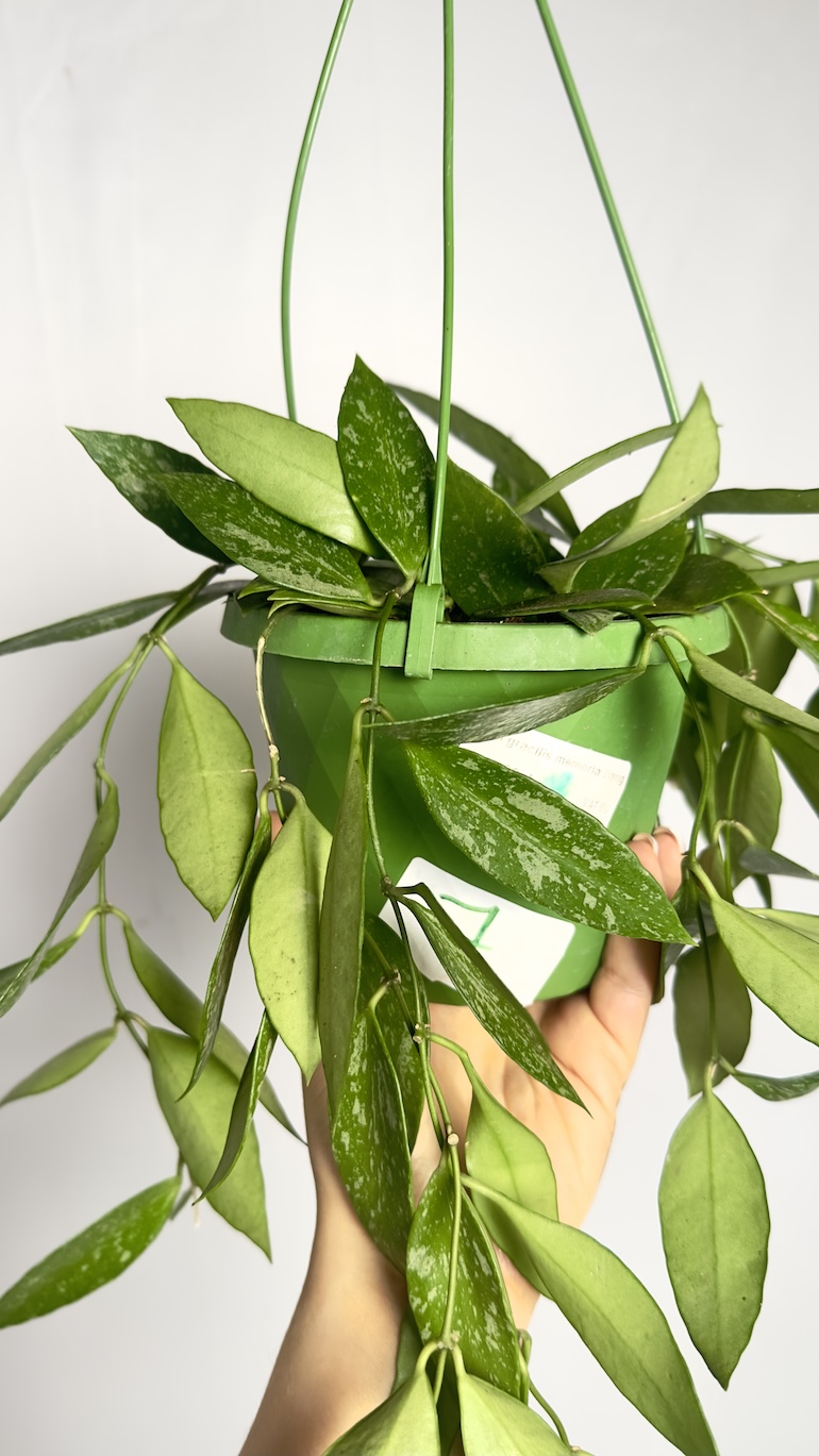 Hoya Gracilis Memoria