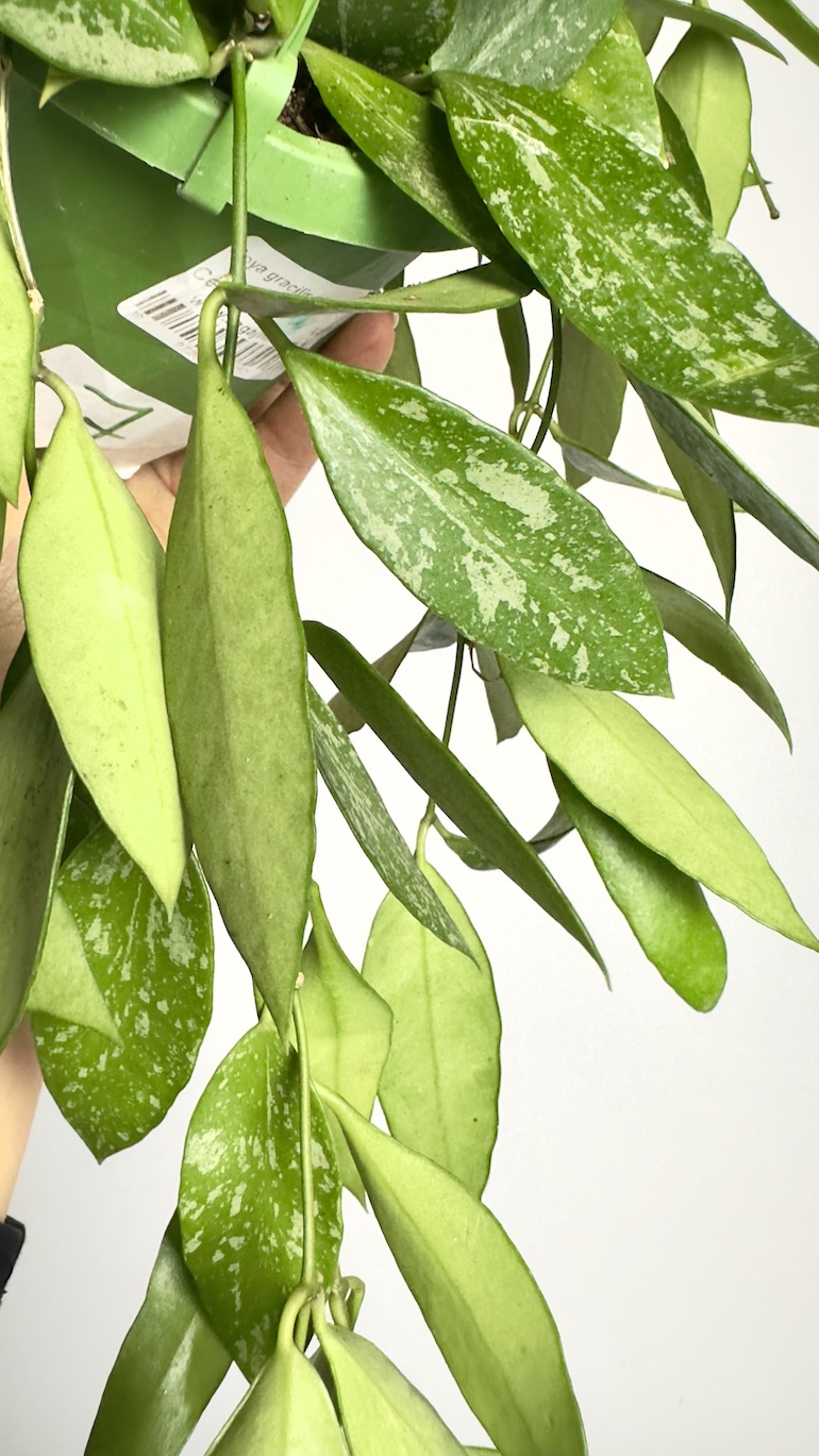 Hoya Gracilis Memoria
