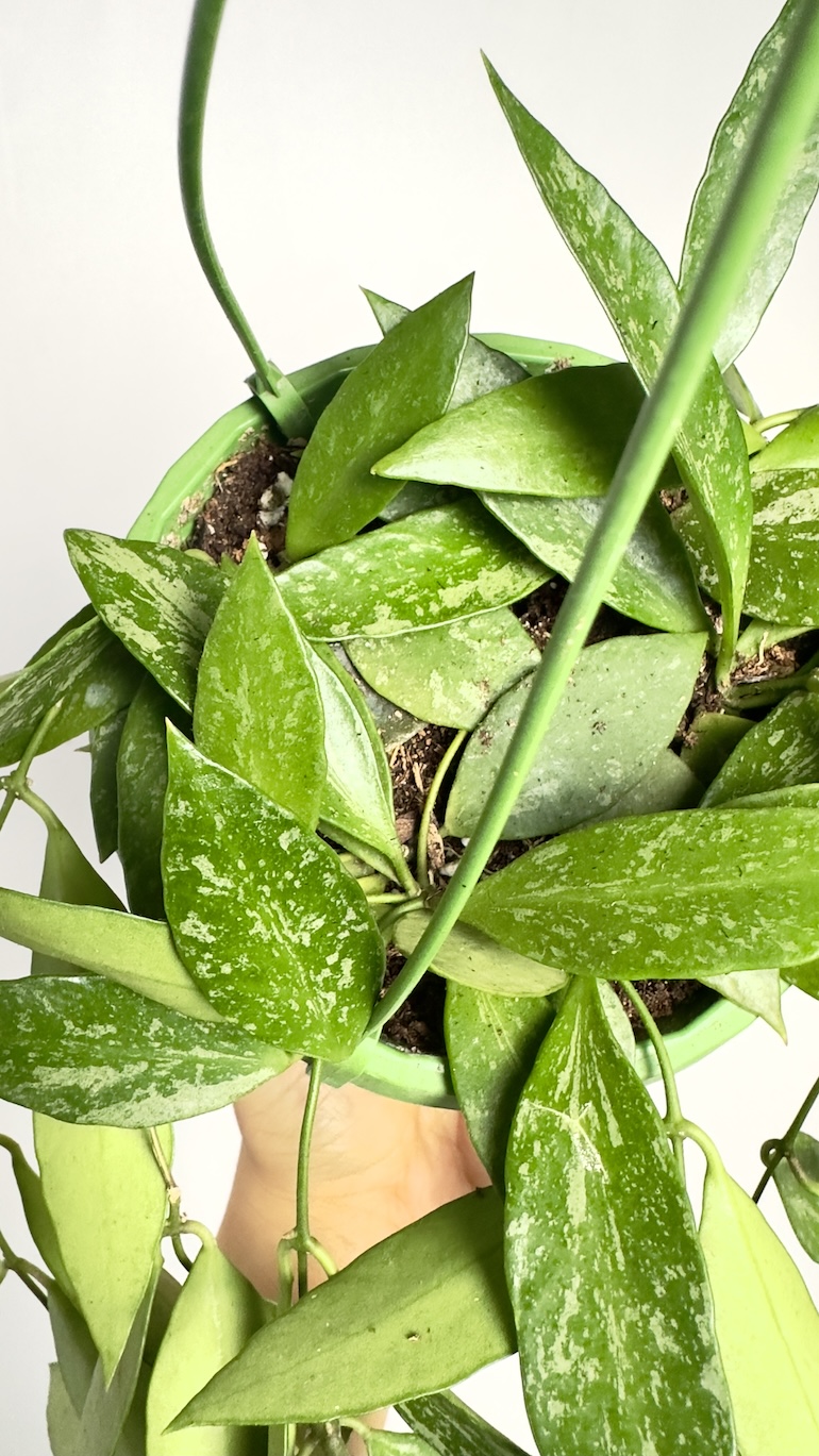 Hoya Gracilis Memoria