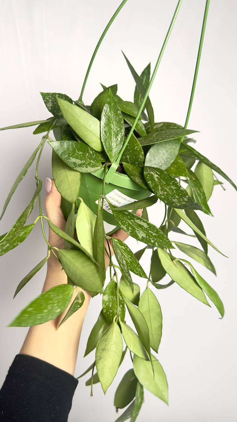 Hoya Gracilis Memoria