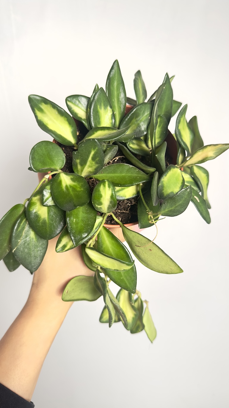 Hoya Burtoniae variegata