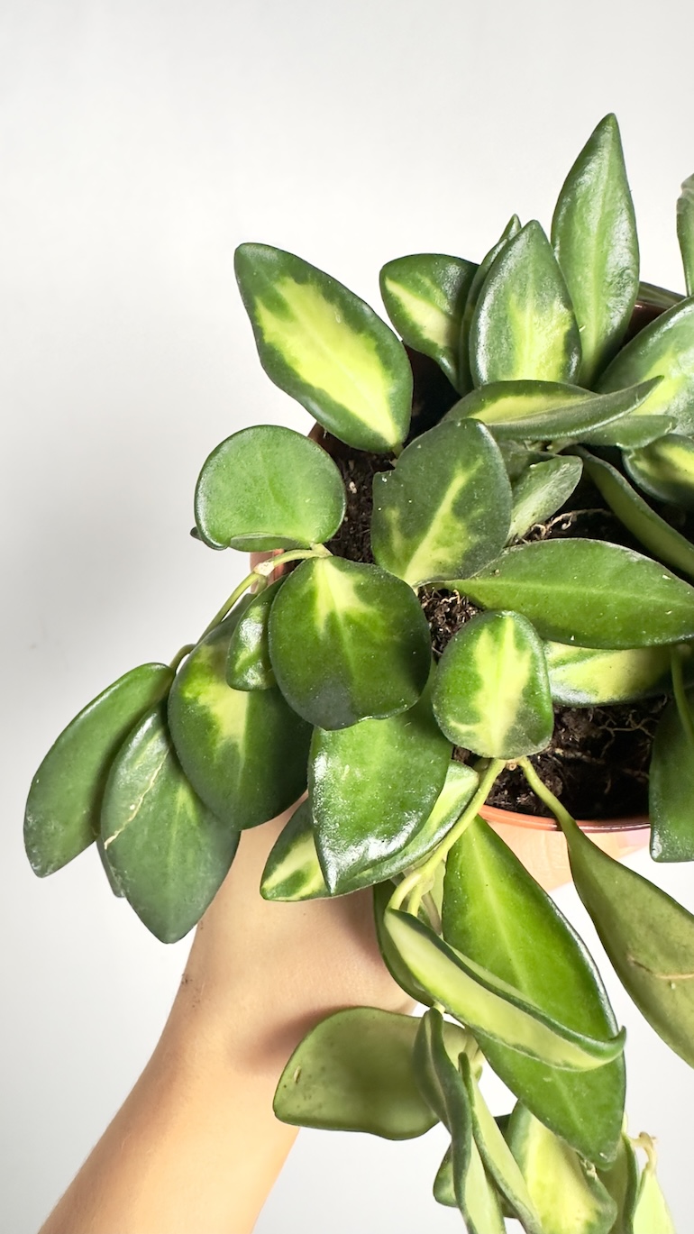Hoya Burtoniae variegata