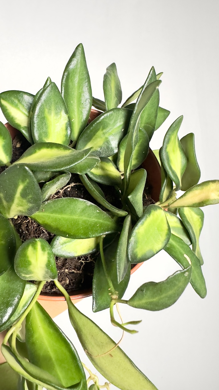 Hoya Burtoniae variegata