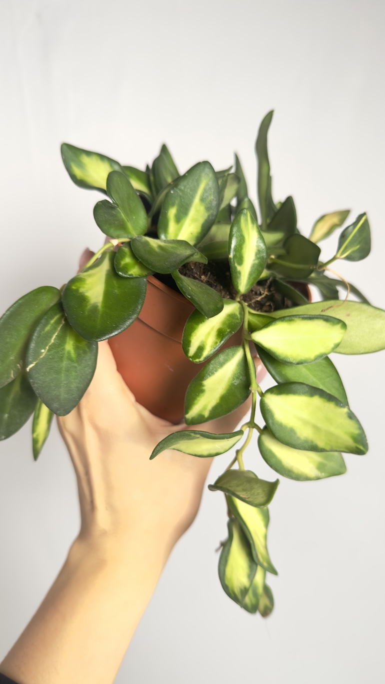 Hoya Burtoniae variegata