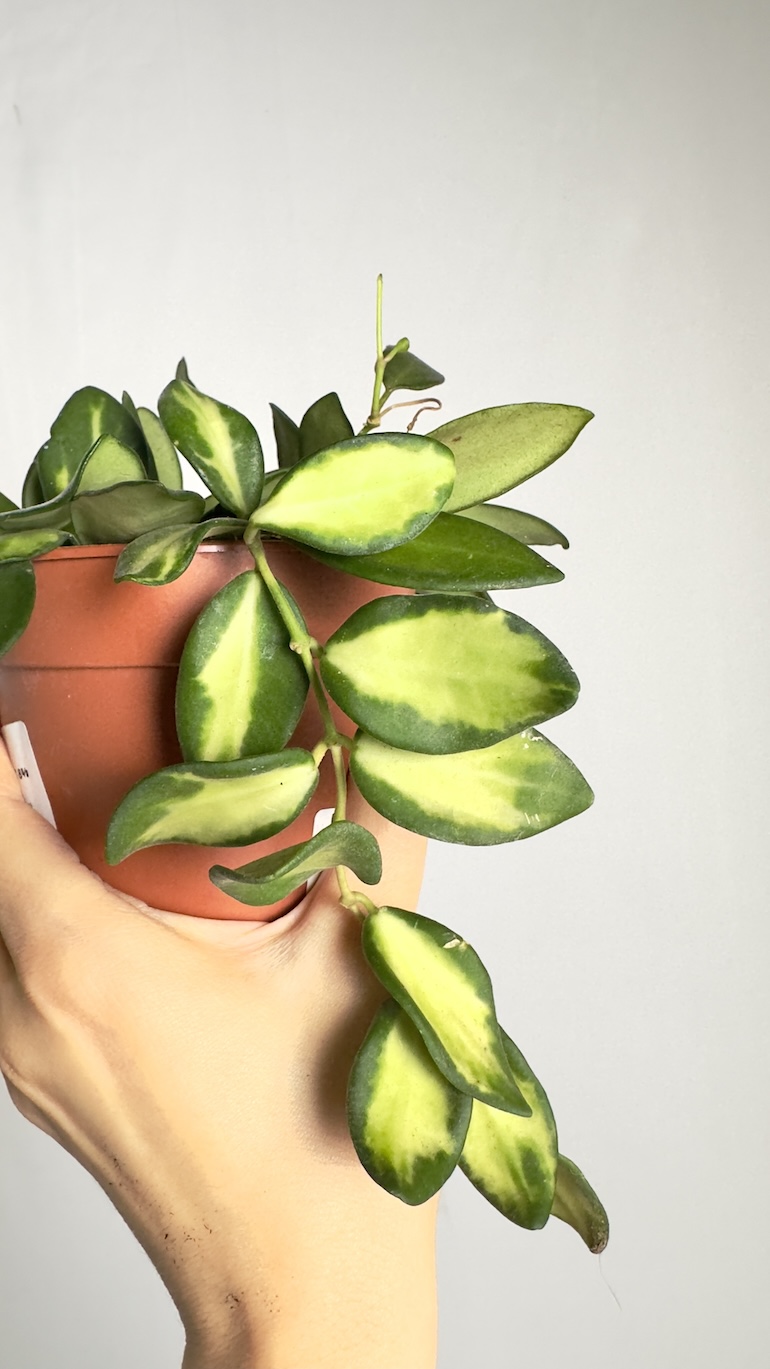 Hoya Burtoniae variegata