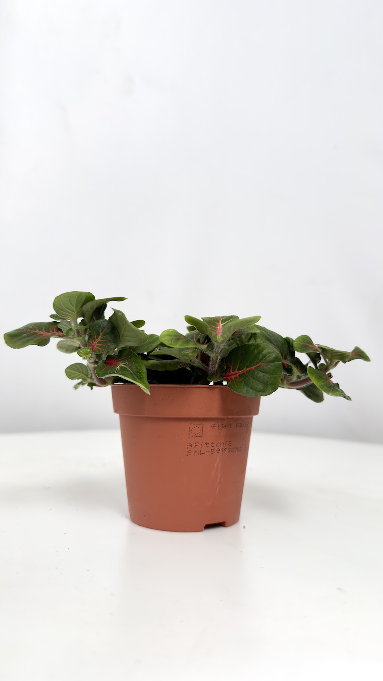 Fittonia Fortissimo Bubble Red