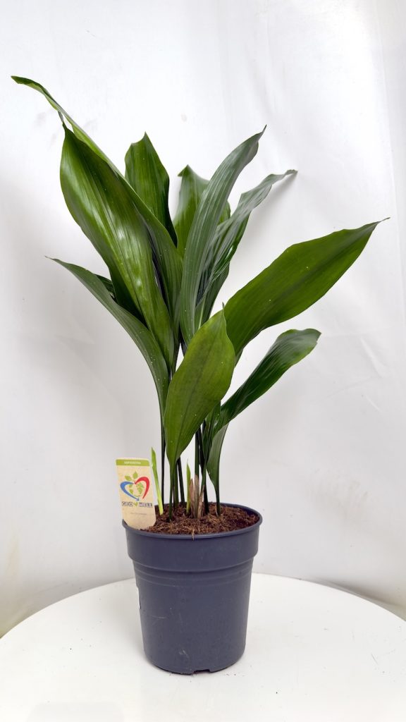 Aspidistra elatior
