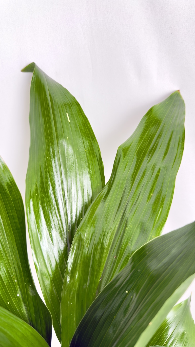 Aspidistra elatior