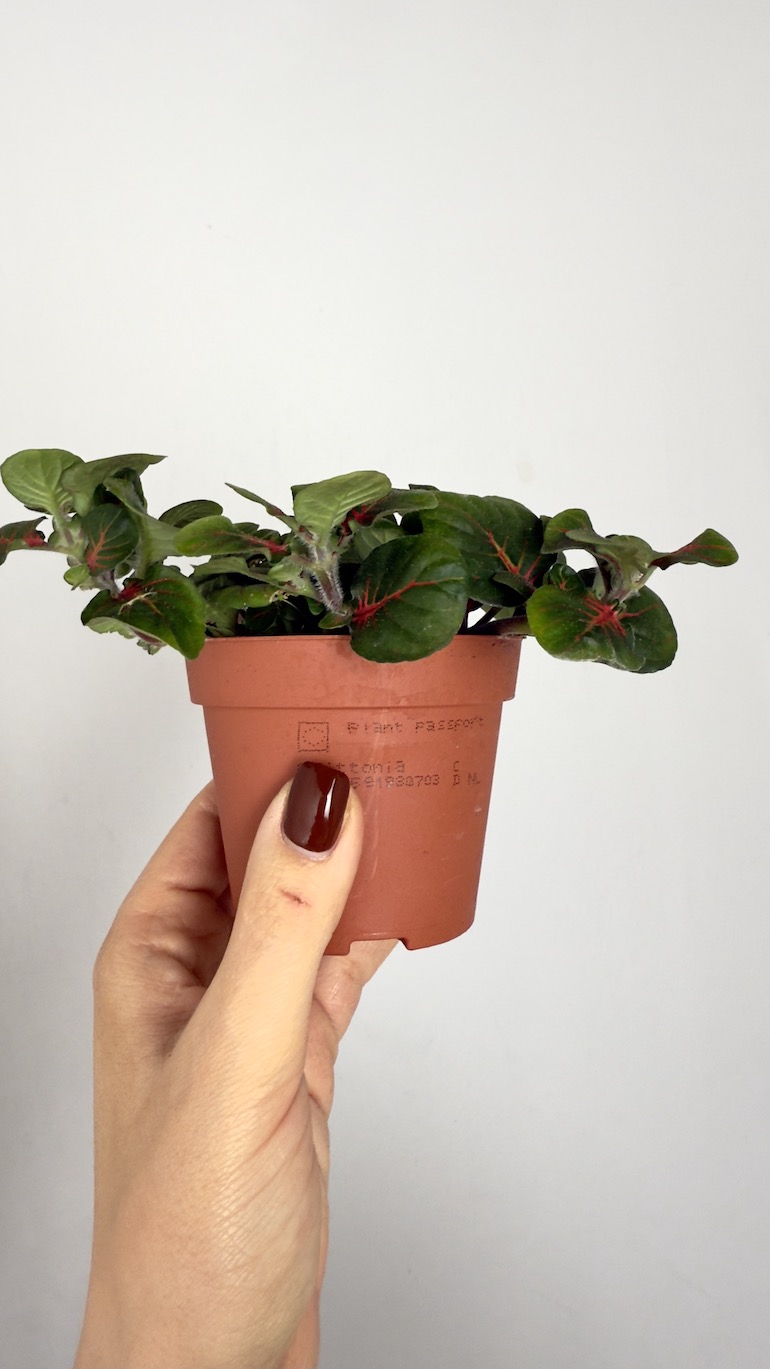 Fittonia Fortissimo Bubble Red