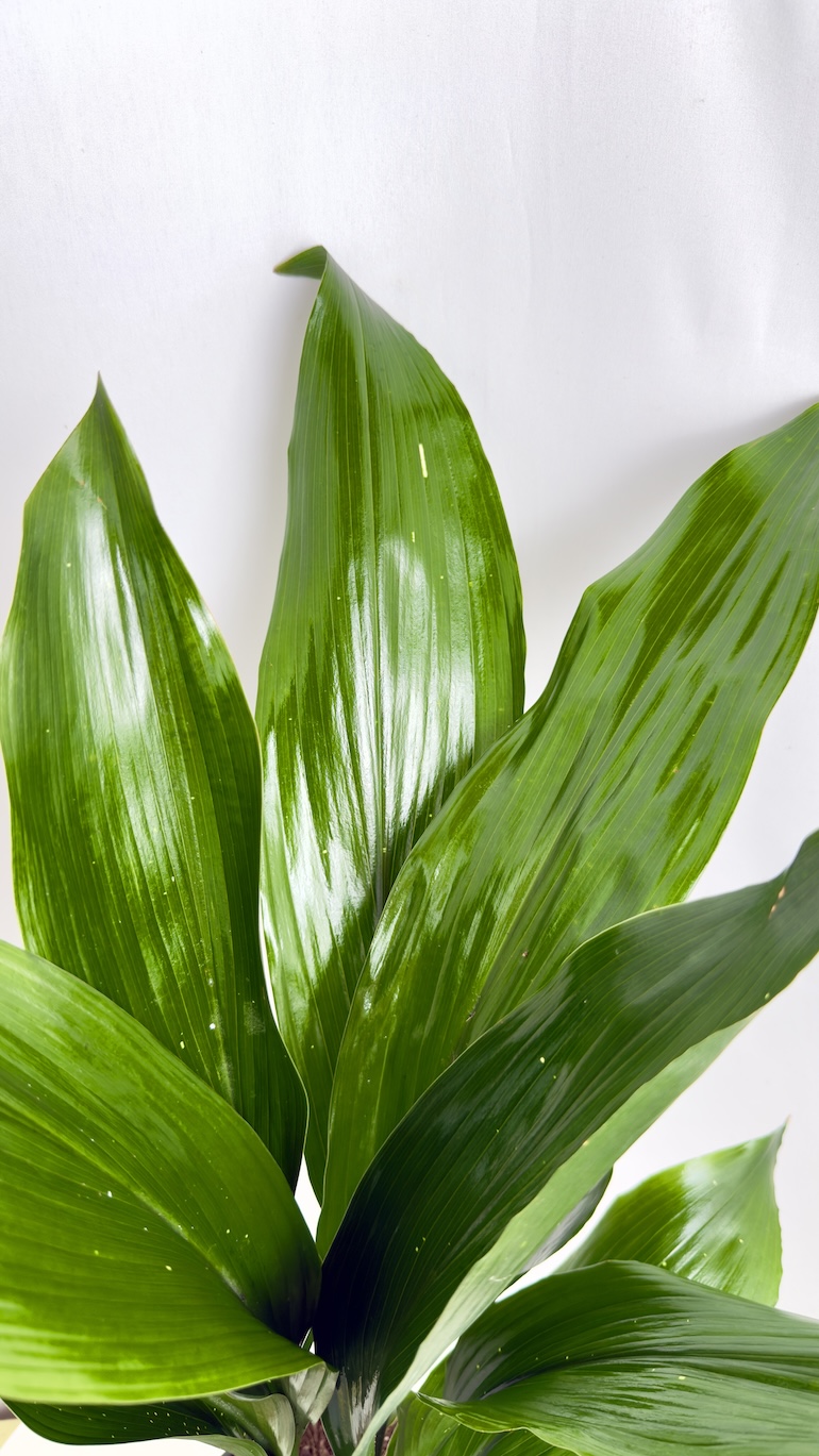 Aspidistra elatior