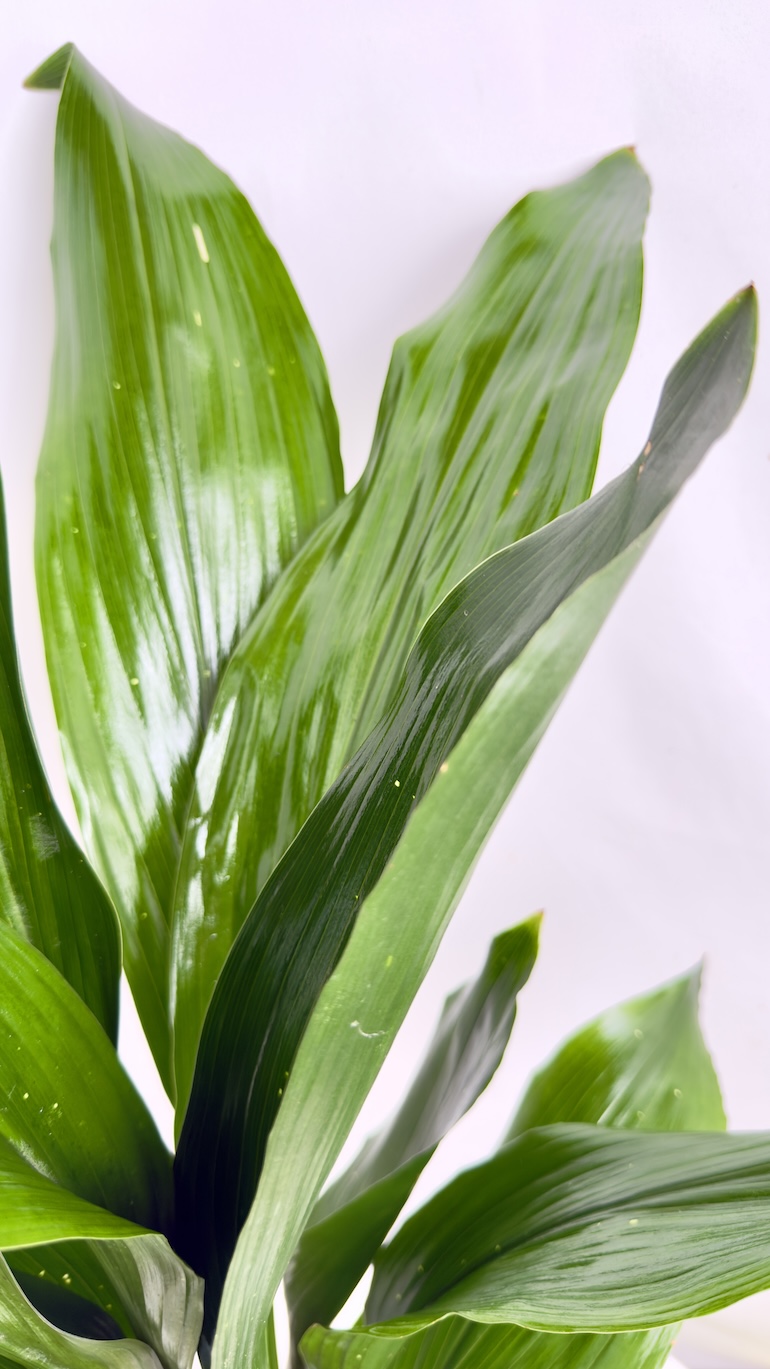 Aspidistra elatior