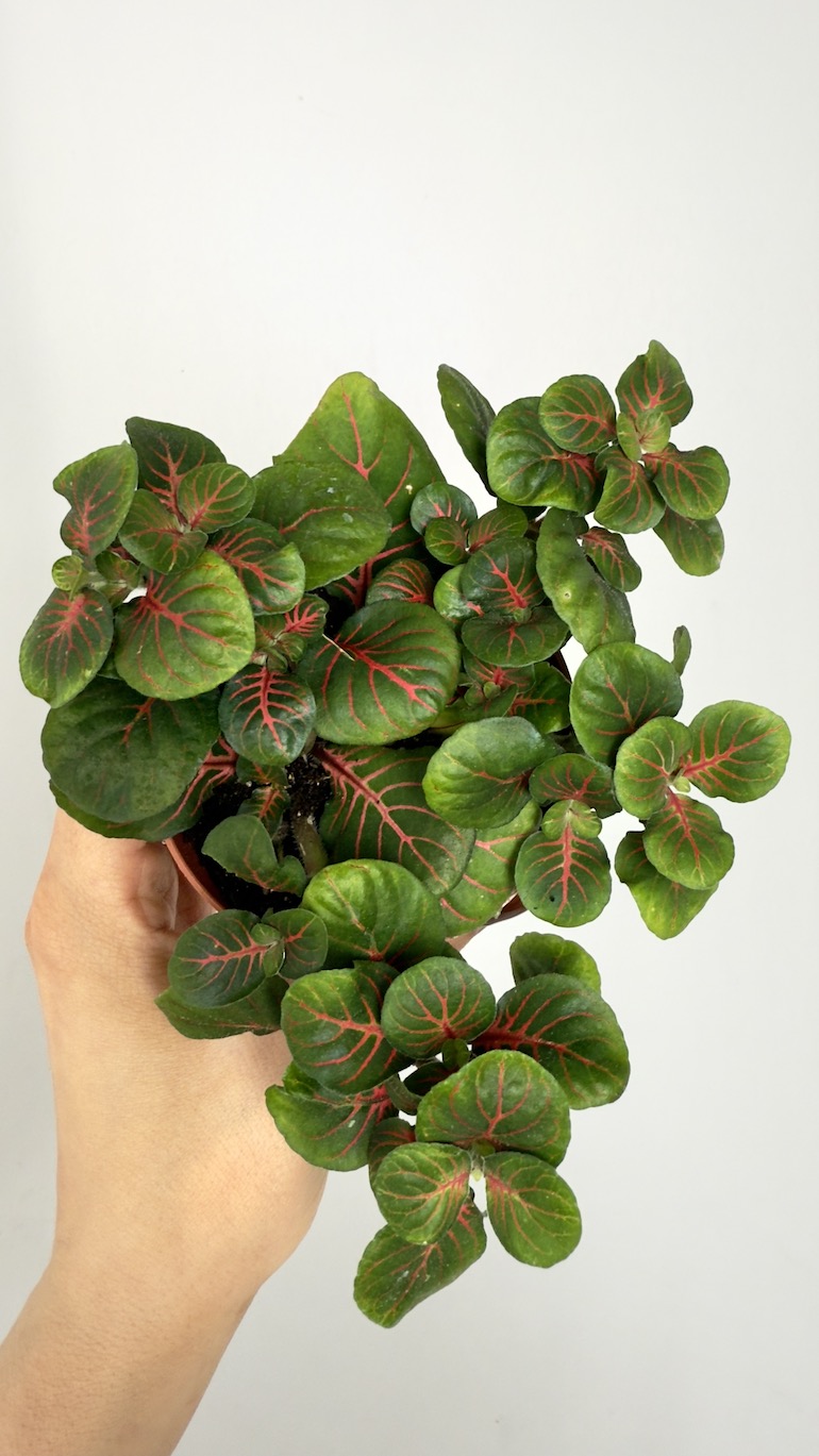 Fittonia Fortissimo Bubble Red