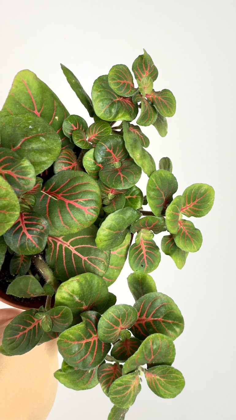 Fittonia Fortissimo Bubble Red