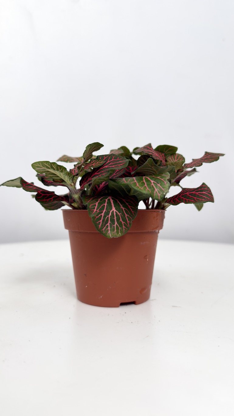 Fittonia Red Angel