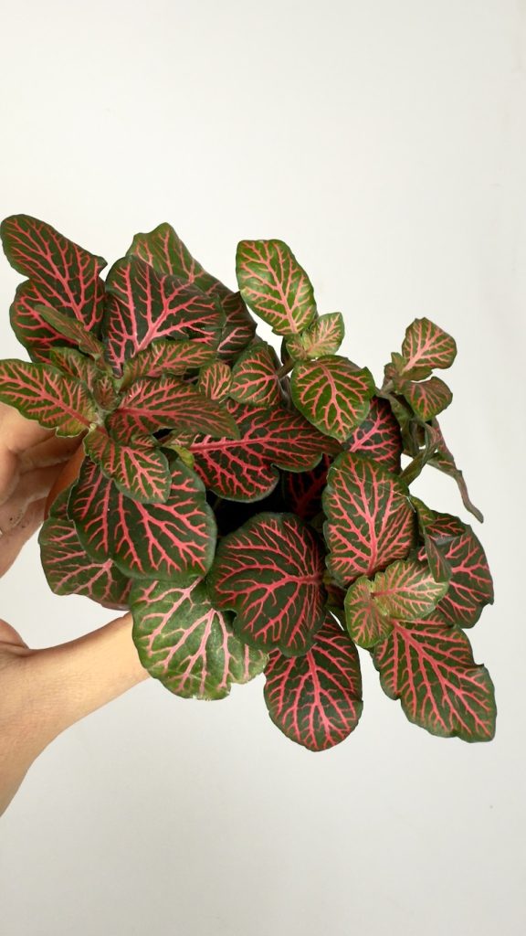 Fittonia Red Angel