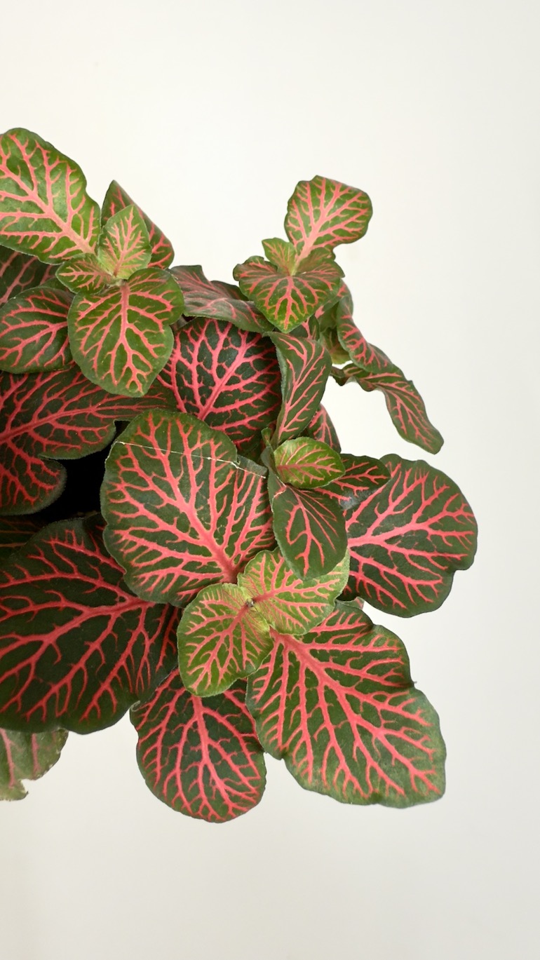 Fittonia Red Angel