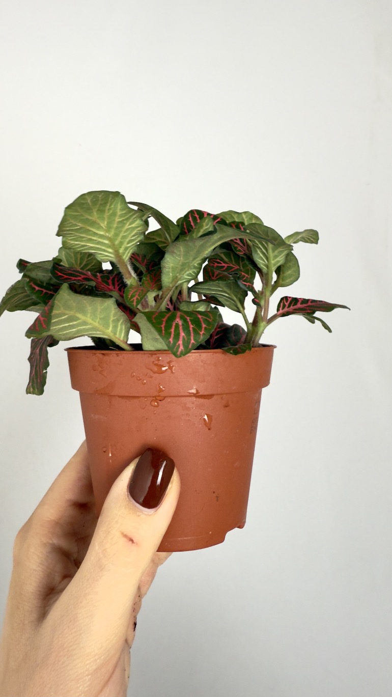 Fittonia Red Angel