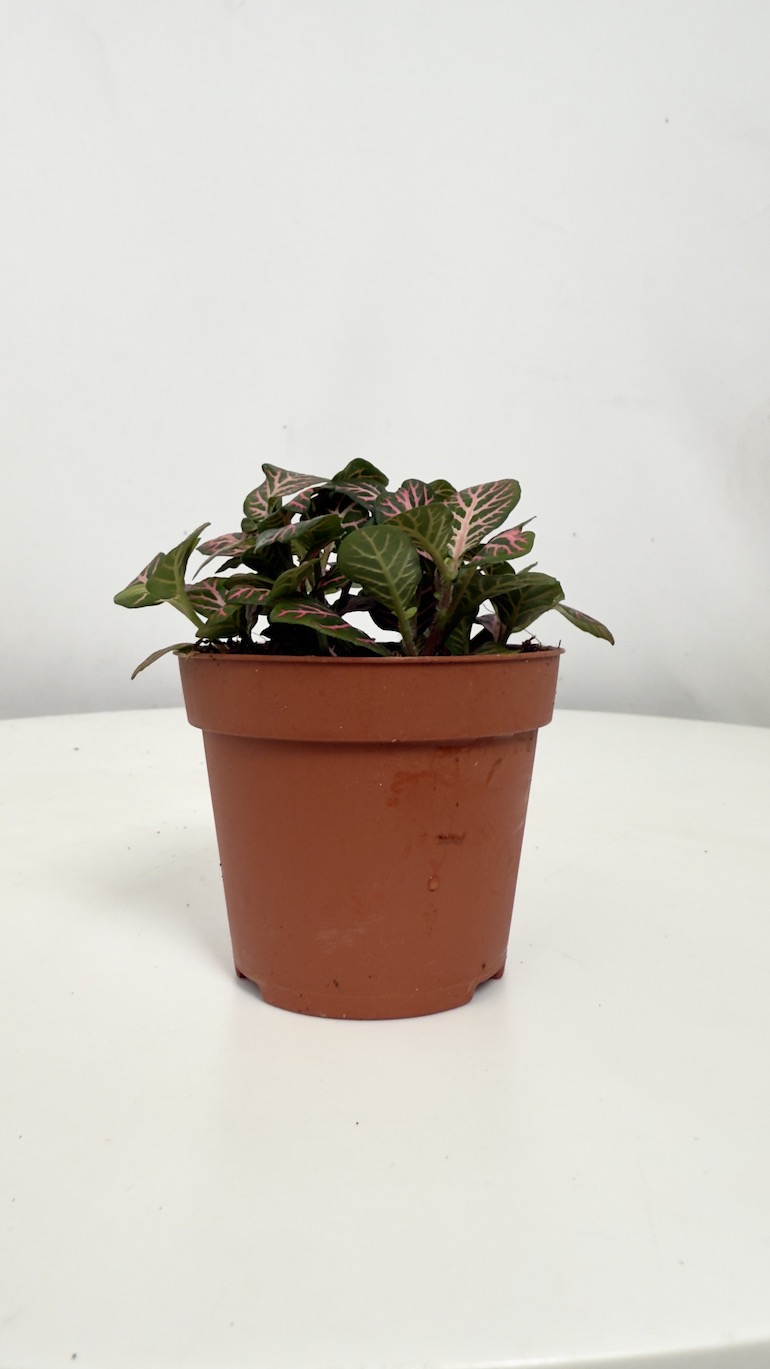Fittonia Mosaic Mistral