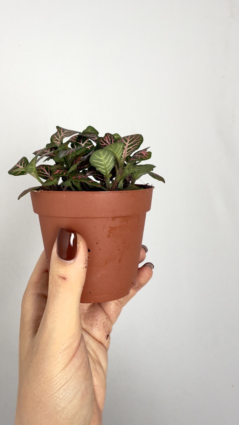 Fittonia Mosaic Mistral