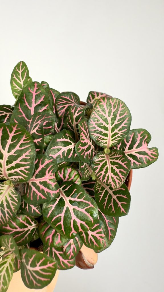 Fittonia Mosaic Mistral