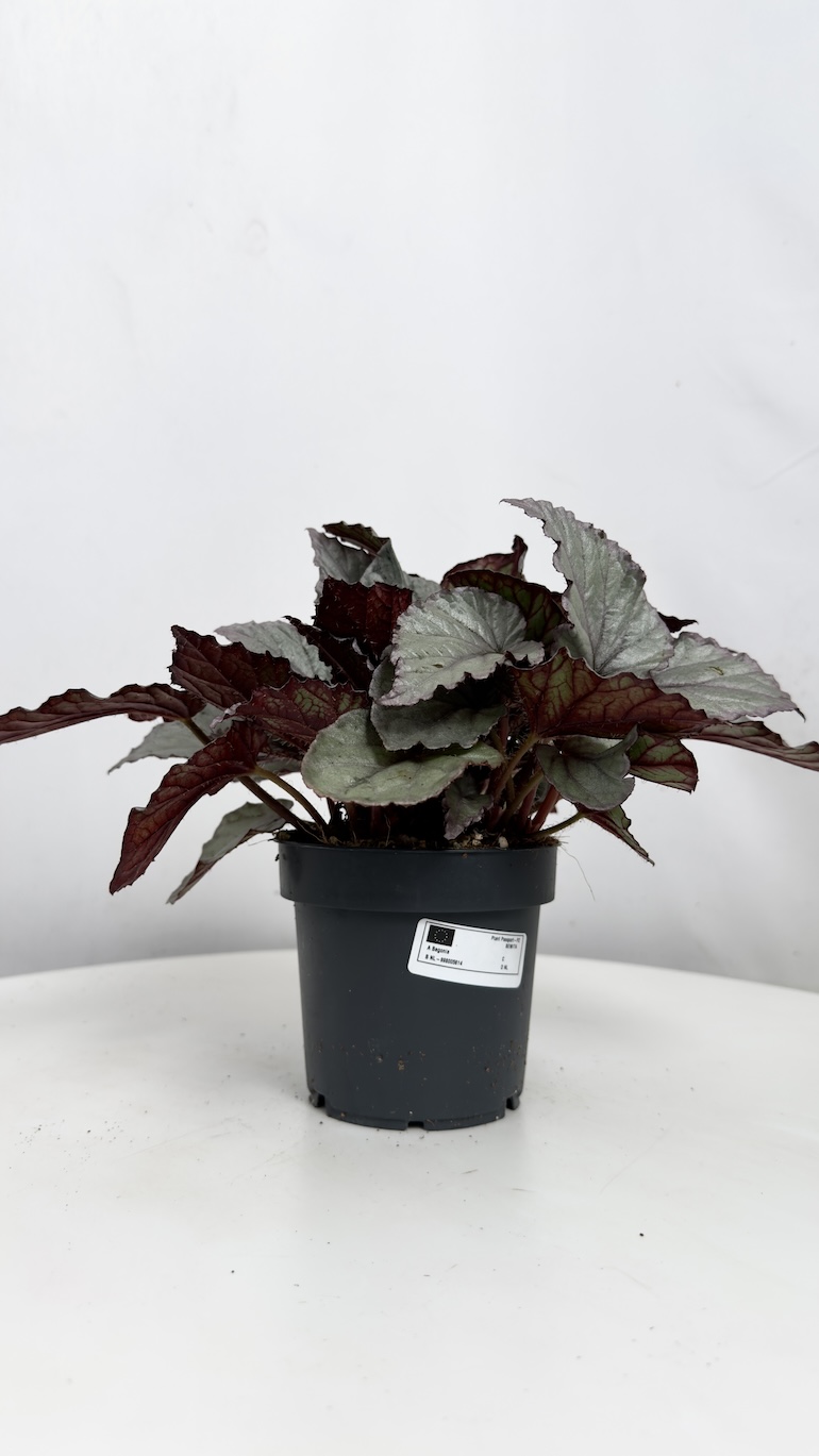 Begonia Silver Limbo