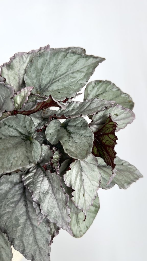Begonia Silver Limbo
