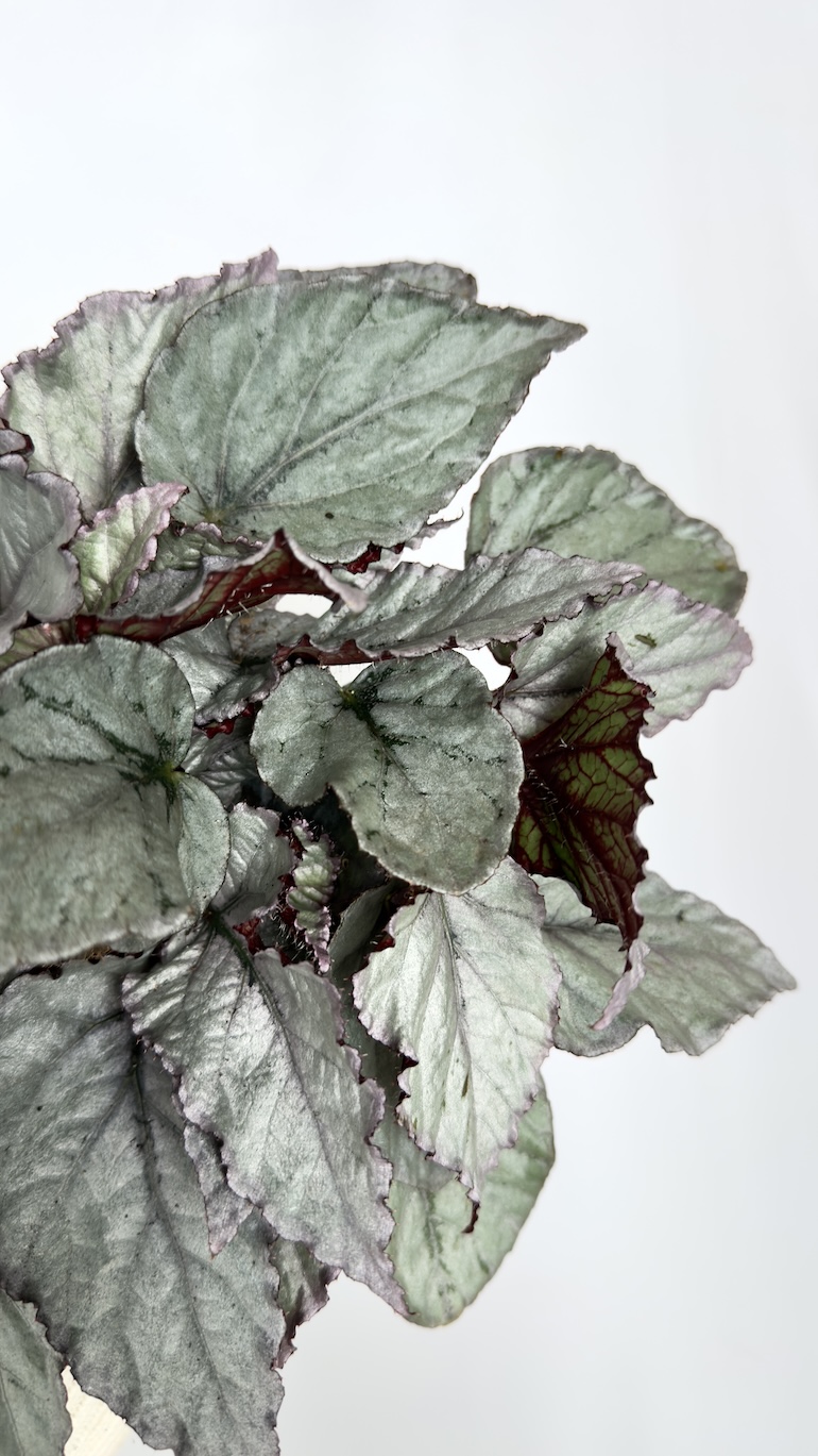 Begonia Silver Limbo