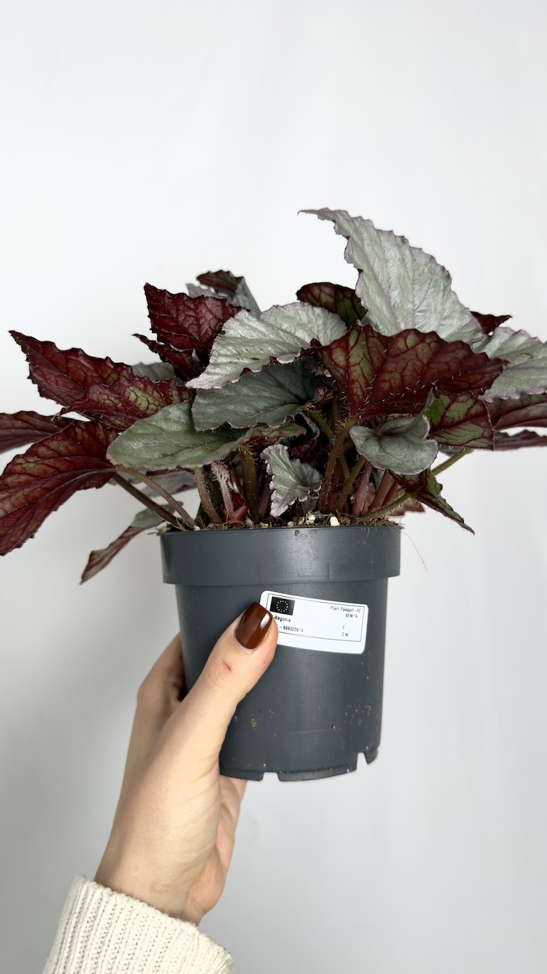 Begonia Silver Limbo