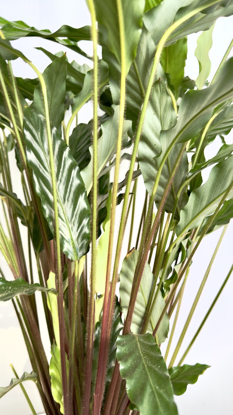 Calathea Rufibarba