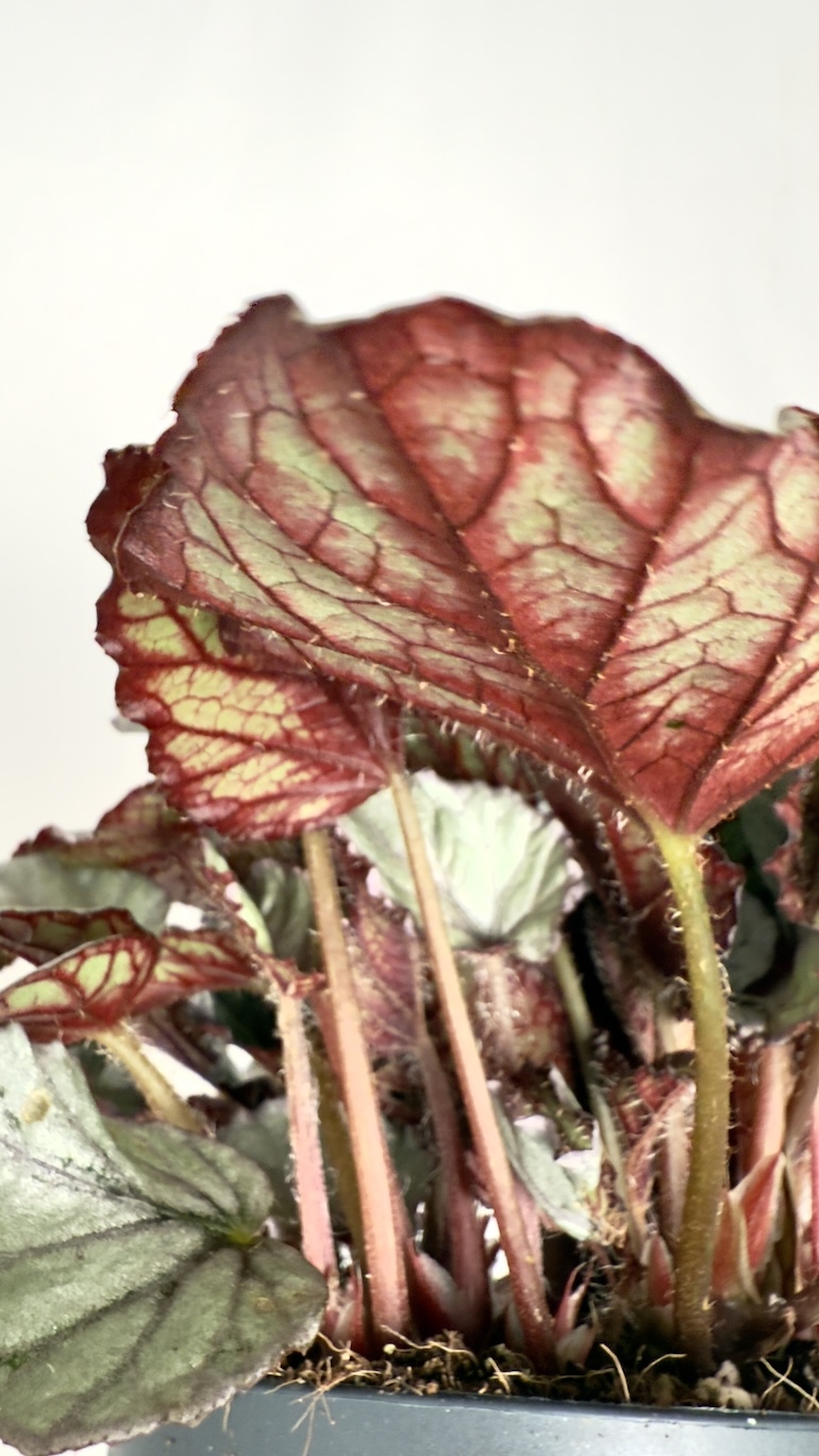 Begonia Silver Limbo
