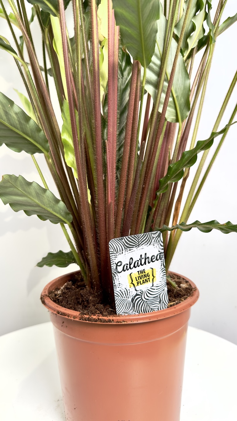 Calathea Rufibarba