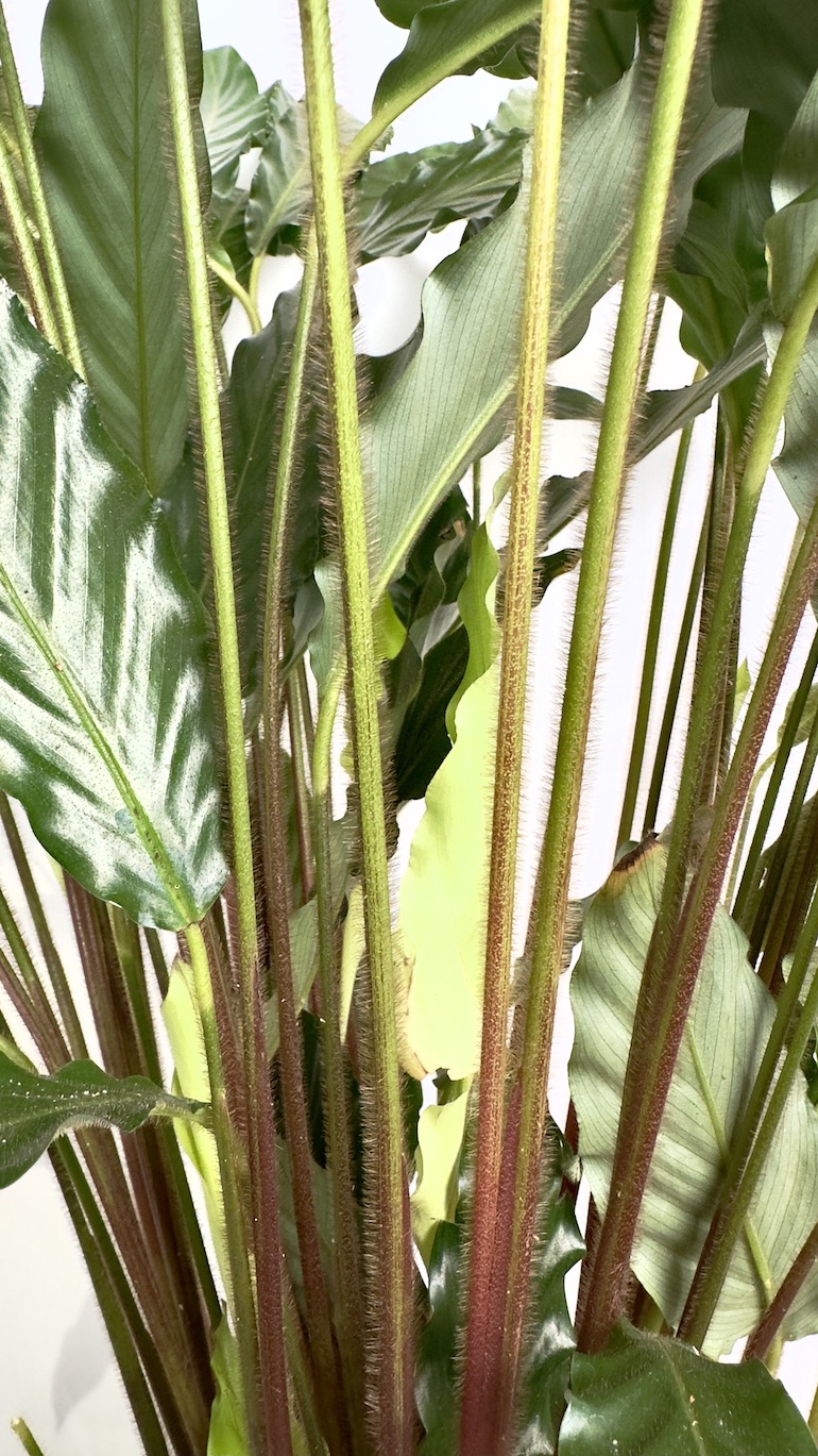 Calathea Rufibarba