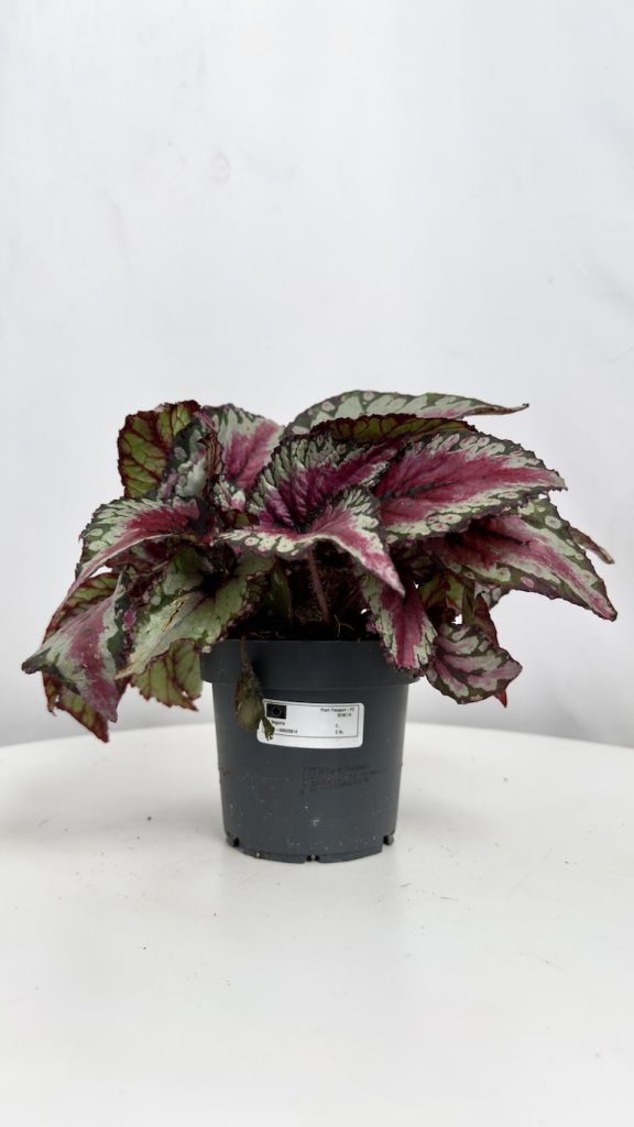 Begonia Evening Glow