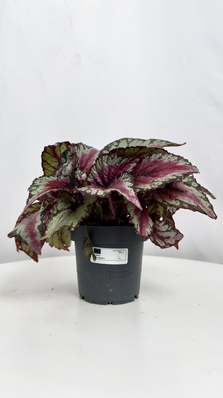 Begonia Evening Glow