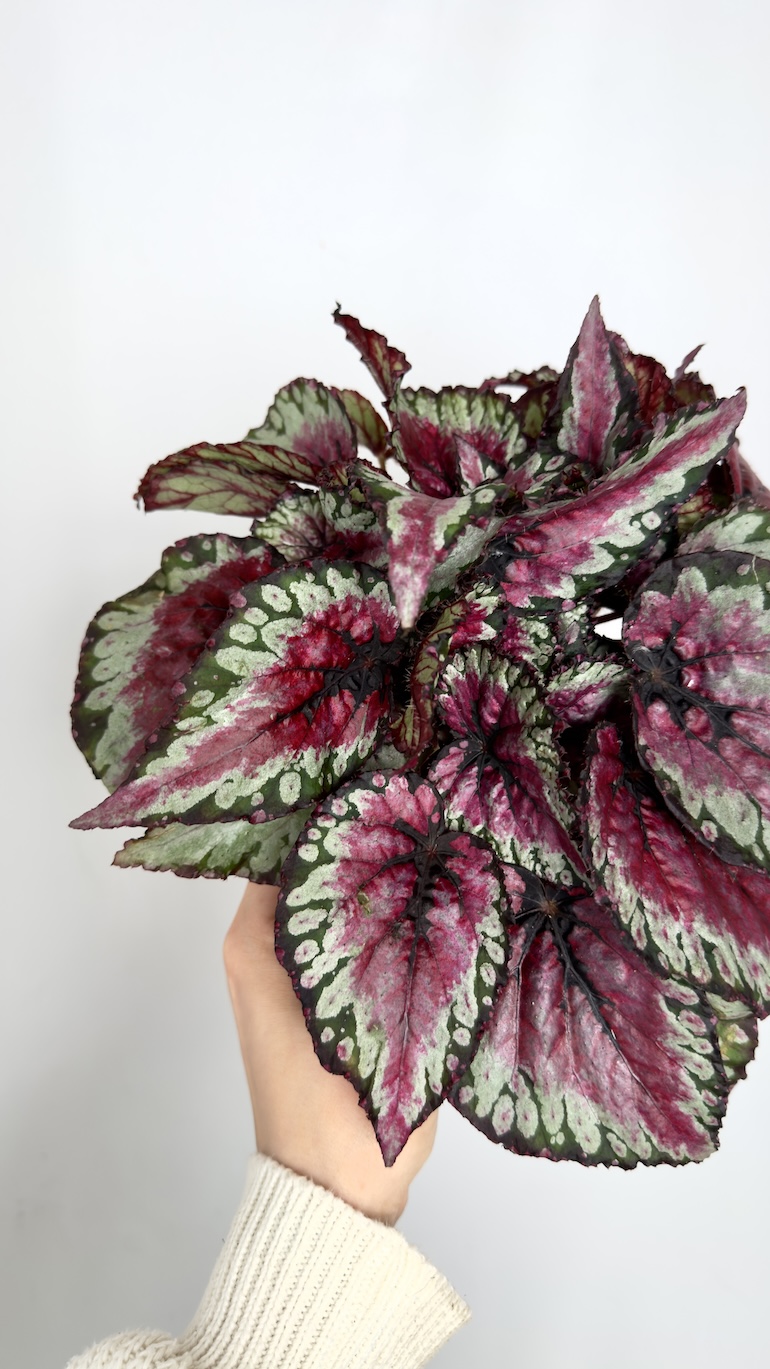 Begonia Evening Glow
