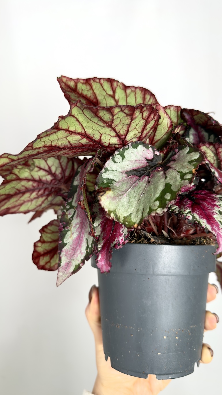 Begonia Evening Glow