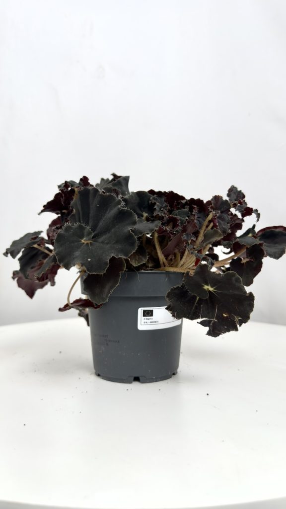 Begonia Black mambo
