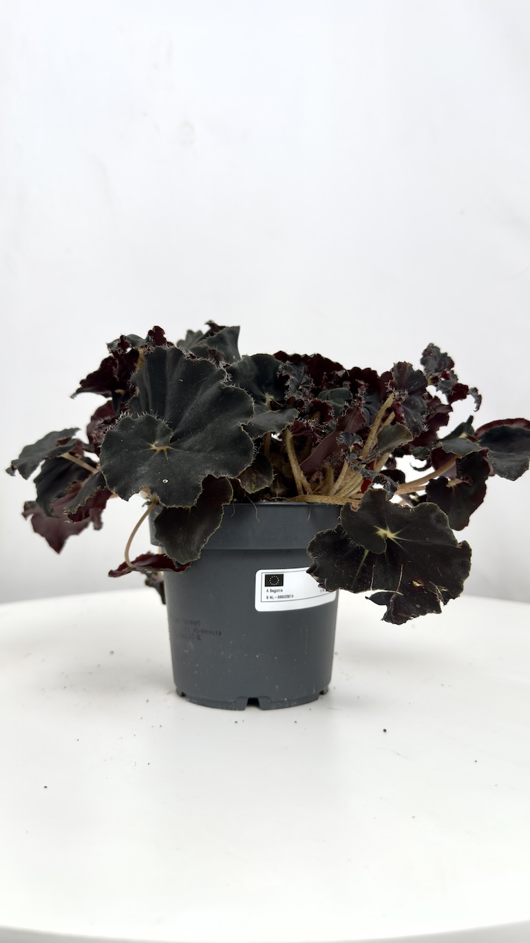Begonia Dark Mambo