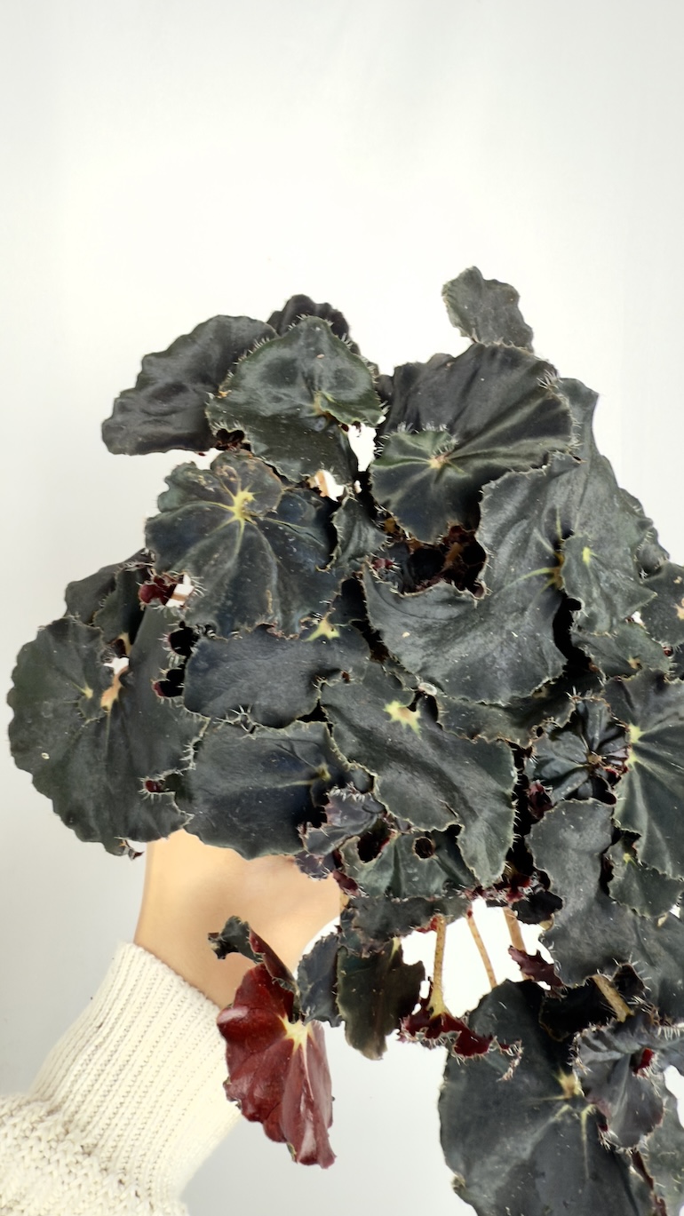 Begonia Dark Mambo