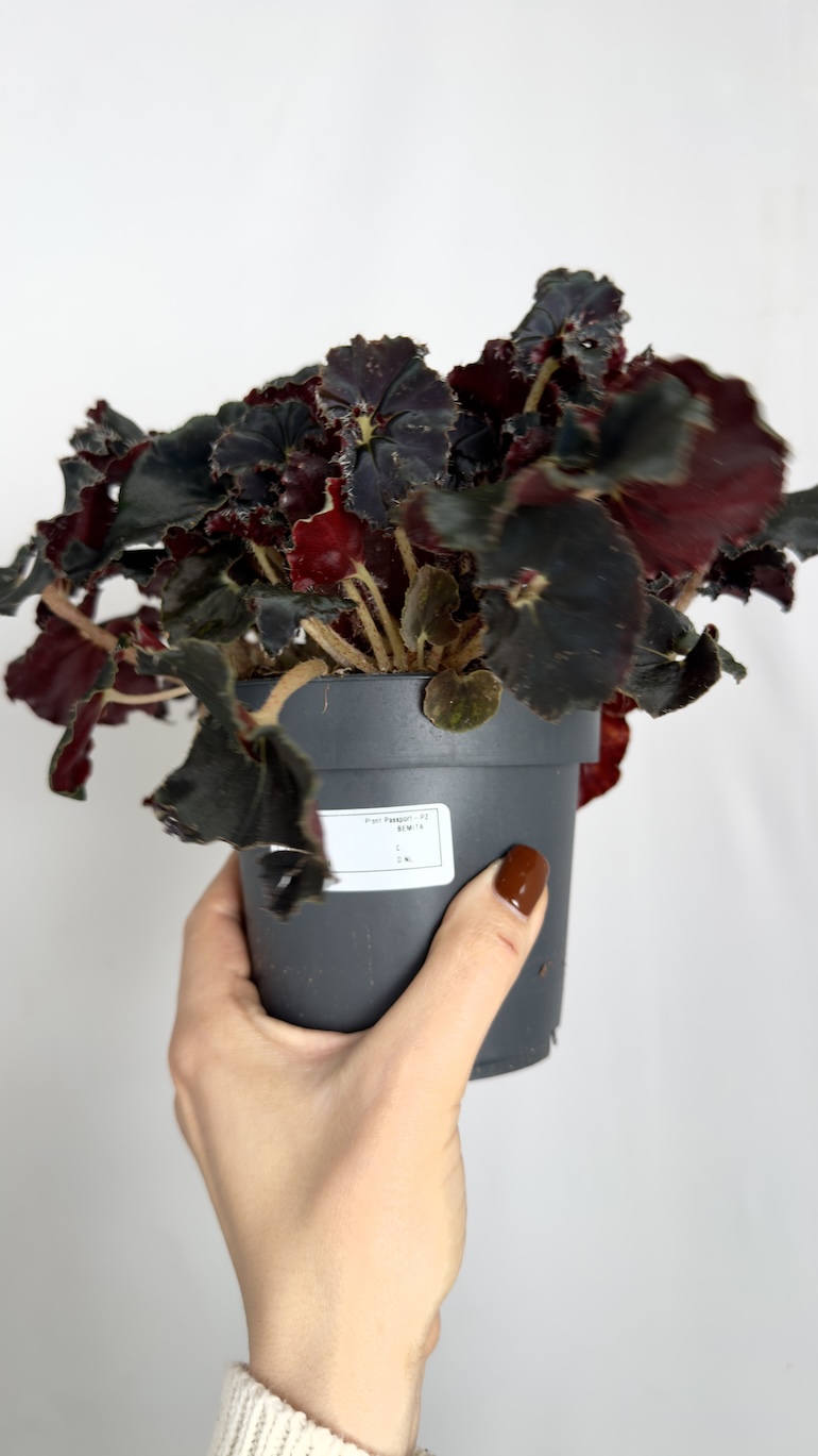 Begonia Dark Mambo