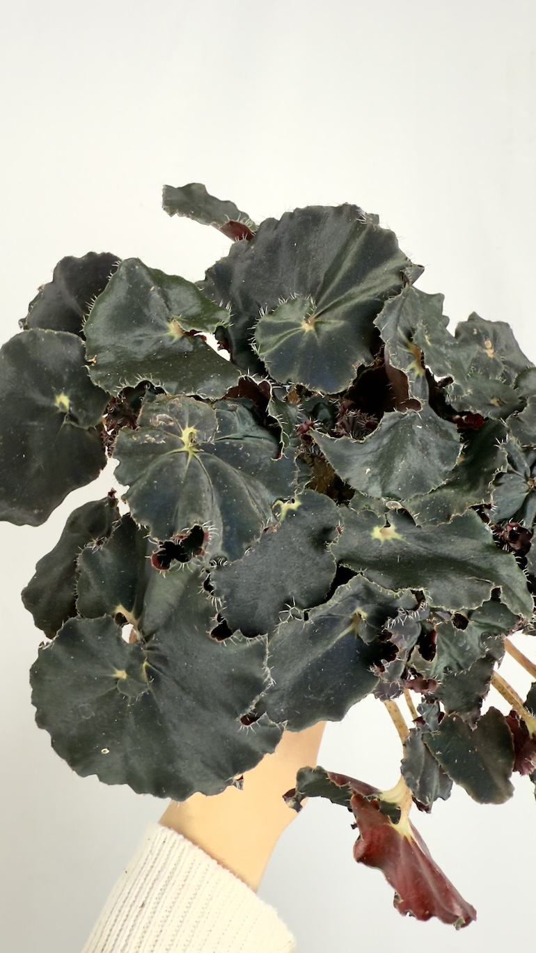Begonia Dark Mambo