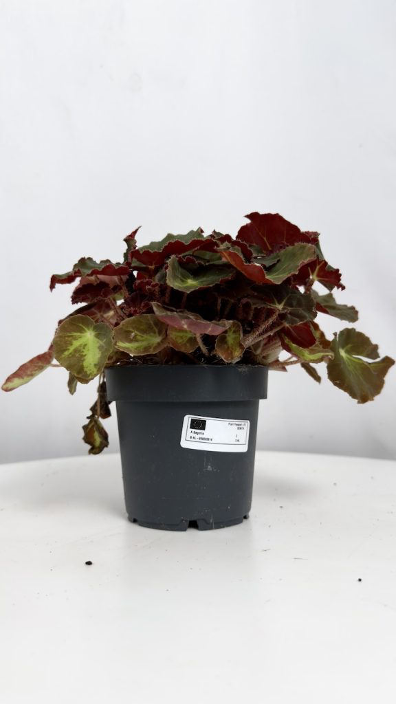 Begonia Monuno