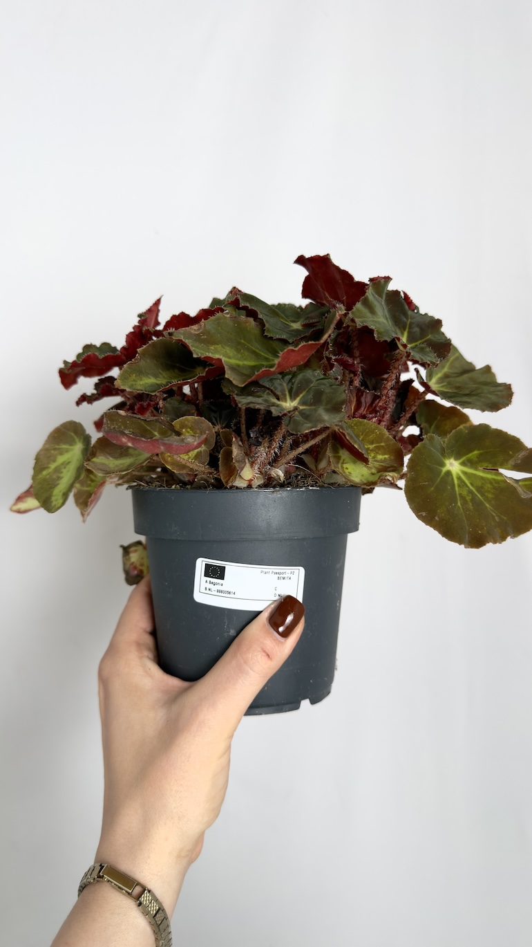 Begonia Monuno